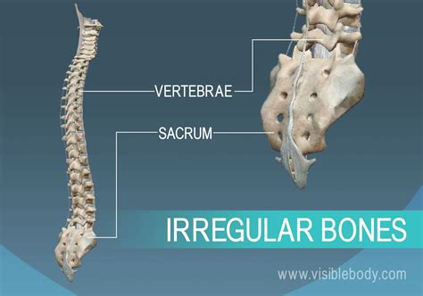 Vertebra And Pelvis Examples Of Irregular Bones Of The Human Body Types Of Bones Human Bones