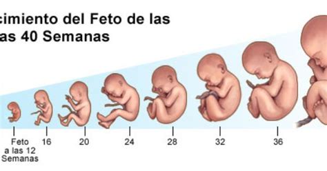 Tabla De Longitud Y Peso Aproximados Del Feto En Cada Semana Del