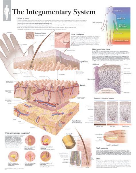 The Integumentary System | Scientific Publishing