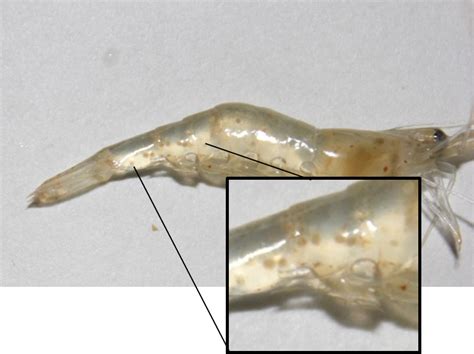 Shorelines Parasite Hunting