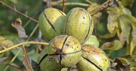 Northern Pecans We Need A Good Freeze To Advance Harvest