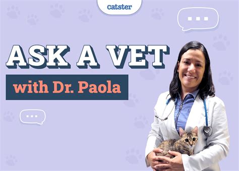 What Causes Mouth Ulcers in Cats? Our Vet Explains Signs, Causes ...