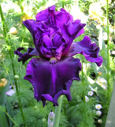 World of Irises: Tall Bearded Iris Color Terms