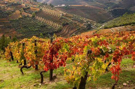 Day Tour Porto Day Trip Douro Valley Wine Tasting Full Day