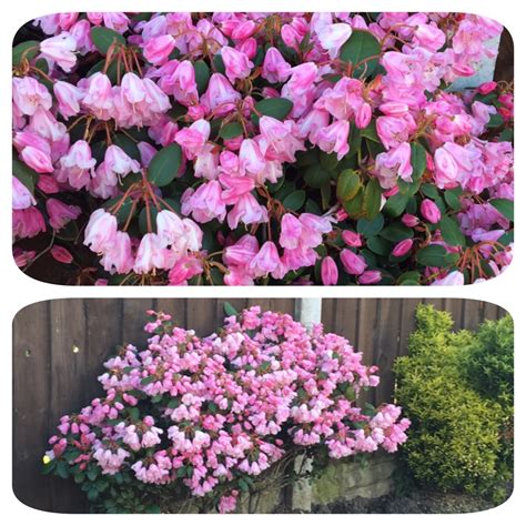 Rhododendron Bow Bells Rhododendron Bow Bells In Gardentags Plant