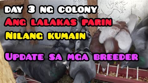 Day Of Colony Ang Lalakas Parin Nila Kumain Update Sa Mga Breeder