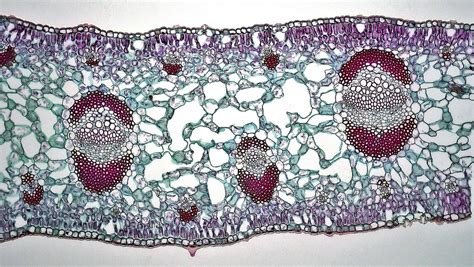 Angiosperm Morphology Mesophyll Arrangement In Yucca Leaf Flickr