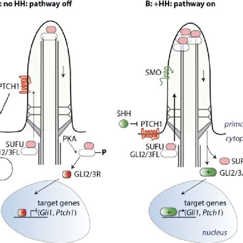 Schematic Representation Of The Hedgehog Pathway A In The Offstate