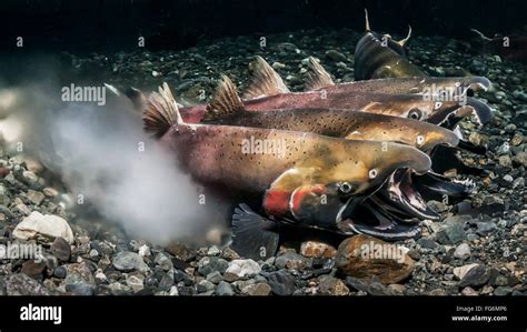 Salmon Milt Hi Res Stock Photography And Images Alamy