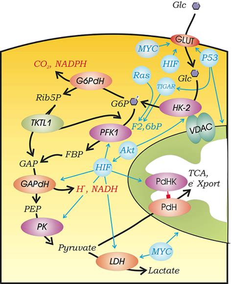 Mechanisms of the Warburg Effect