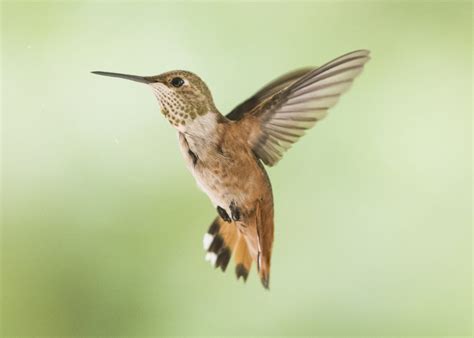 Rufous Hummingbird Female (Selasphorus rufus) - FeederWatch