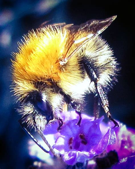 Bumble Bee Smithsonian Photo Contest Smithsonian Magazine