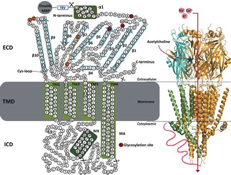 Schematic Representation Of A NAChR The Topological Structure Shows