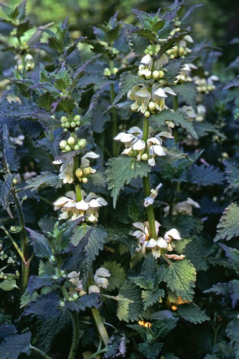 Lamium Album Lamiaceae Image At Phytoimages Siu Edu