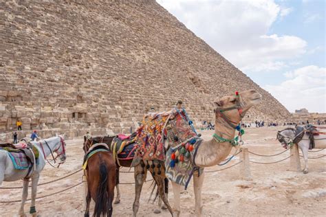 Fra Port Said Pyramiderne I Giza Og Nationalmuseet Getyourguide