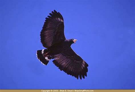 Common Black Hawk Photo By Brian E Small