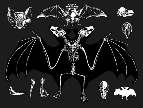 Craig Horky | 2 headed bat skeleton | Online Store Powered by Storenvy