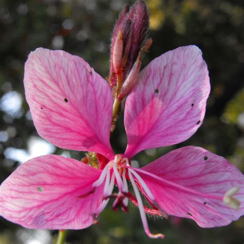 Gaura Lindheimeri Crimson Butterfly Gaura De Lindheimer Compact à