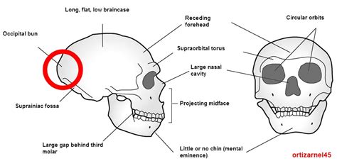 [Solved] The evolution of the Homo lineage. Homo erectus is the ...