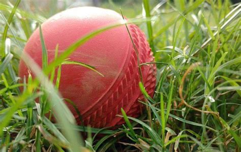 Club in England introduces vegan cricket ball - Daily Times