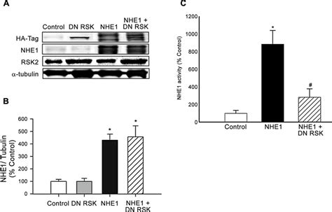 Nhe1 Protein Expression And Activity In H9c2 Cardiomyoblasts Infected Download Scientific