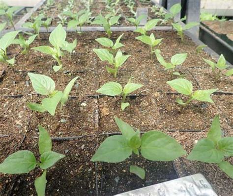 Pepper, Criolla Sella (Capsicum baccatum) seeds, organic | Strictly ...