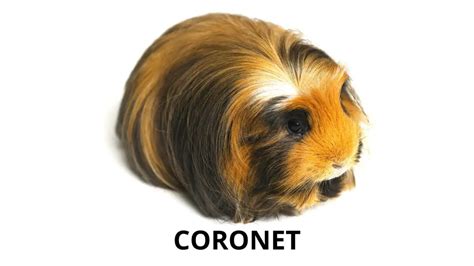 Guinea Pig Breeds Types Traits And Breed Information Guinea Pig Tube