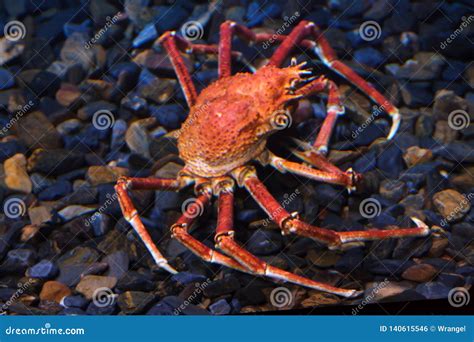 Kaempferi Japon S Do Macrocheira Do Caranguejo De Aranha Foto De Stock