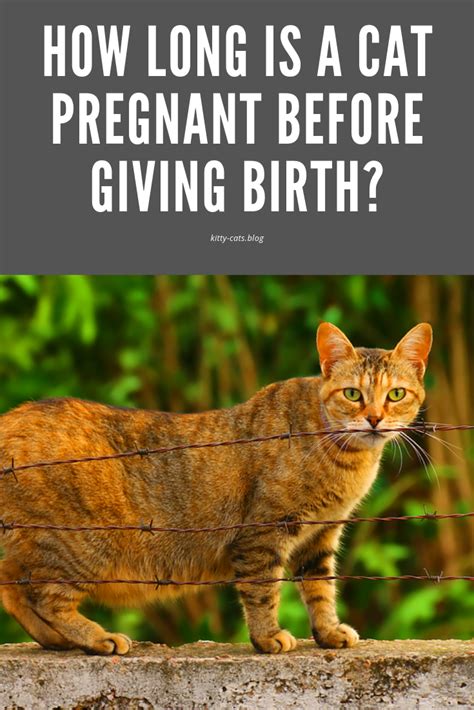 How Long Are Cats Pregnant For Care About Cats