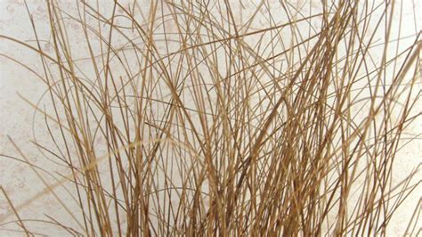 Dried Grass Free Stock Photo - Public Domain Pictures