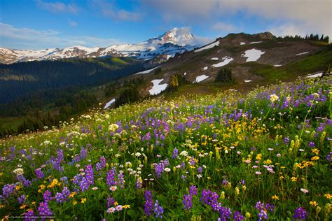 Summer Wildflowers Wallpaper - WallpaperSafari