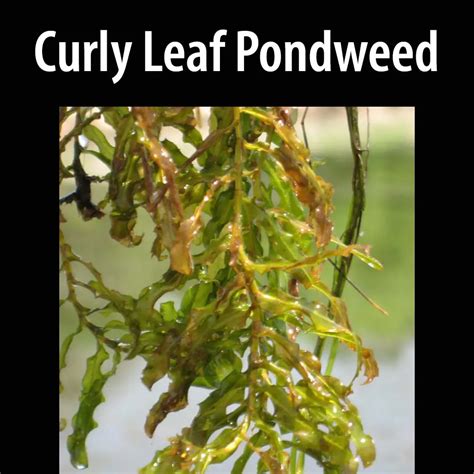 Curly Leaf Pondweed Alberta Invasive Species Council