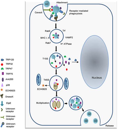 Frontiers Hacker Within Ehrlichia Chaffeensis Effector Driven