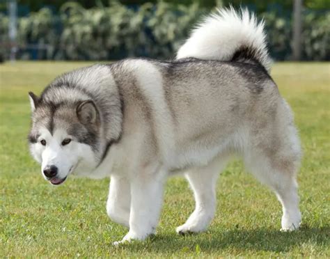 Alaskan Malamute Everything You Need To Know