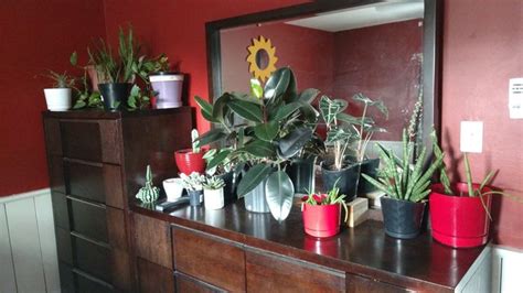 Plant Horder | Plants, Garden