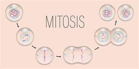 Stages Of Cytokinesis