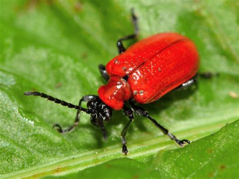 Information On Lily Leaf Beetle | Gardening Know How