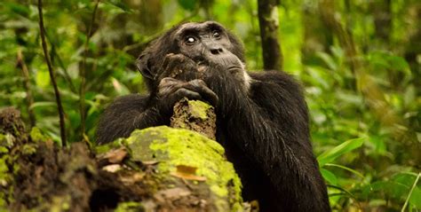 How Many Chimpanzee Permits Are In Kibale Forest National Park