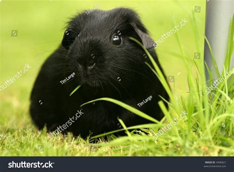 Black Guinea Pig Stock Photo 4496821 Shutterstock