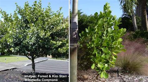 Clusia Plant Caring For Clusia Hedge Clusia Guttifera And Rosea