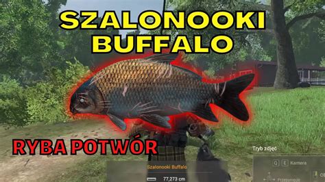 Jak Z Owi Szalonooki Buffalo Ryba Potw R Samotna Gwiazda Youtube