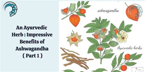 An Ayurvedic Herb Impressive Benefits Of Ashwagandha Part 1