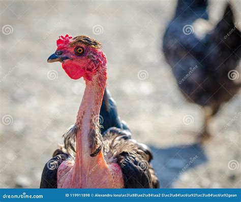 Transylvanian Naked Neck Chicken Stock Photo Image Of Breed Beak