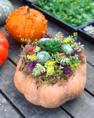 Diy Pumpkin Succulent Planter Rockin Mama