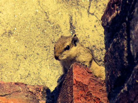 Animal Cute Environment Fauna Furry Gray Squirrel Mammal Nature