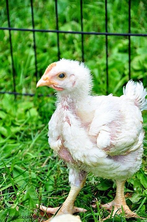 Raising Chickens For Meat How They Differ From Egg Layers Raising