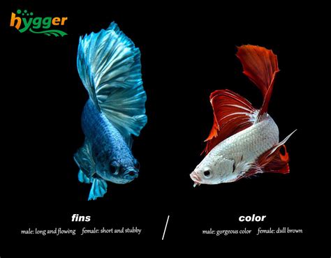 How To Know If A Fish Is Male Or Female Hygger