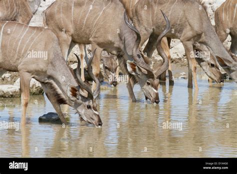 Kudu In The Wild Hi Res Stock Photography And Images Alamy