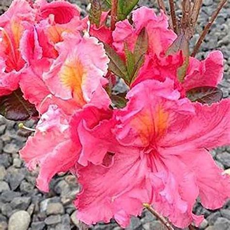 21 of the Greatest Azaleas Varieties - naturery.net