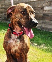 Brindle Catahoula Black Mouth Cur Mix